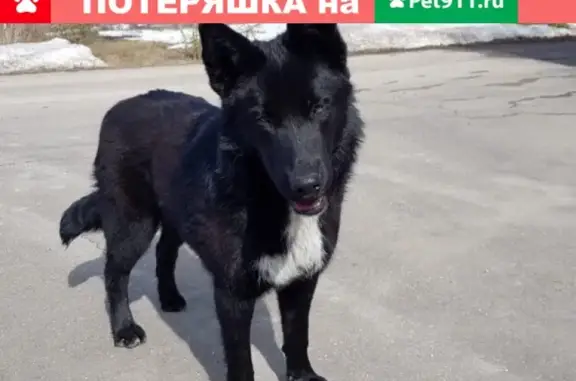 Найден домашний пёс в Чехове