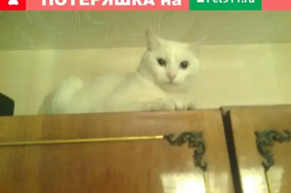 Пропал белый кот с Аввакумовского СНТ Оршинка.