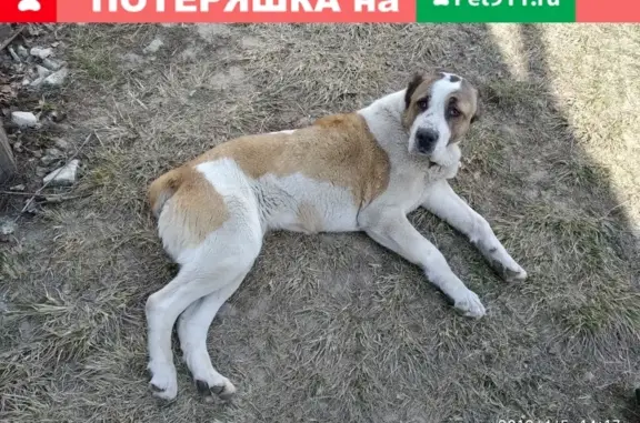 Собака Алабай найдена в Брянске на ул. Академика Сахарова, 72.
