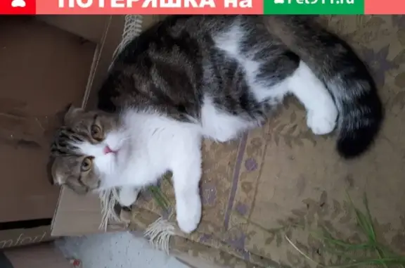 Найдена кошка в Ульяновске