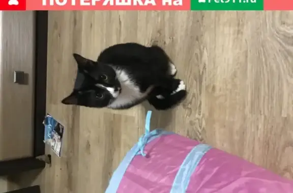 Кошка Кот найдена в Бутово Парк.
