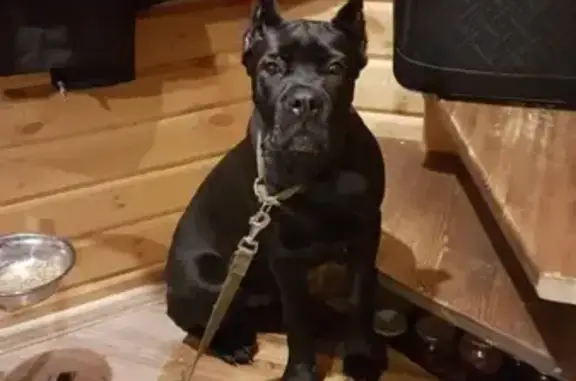 Пропала черная собака в Ярцево