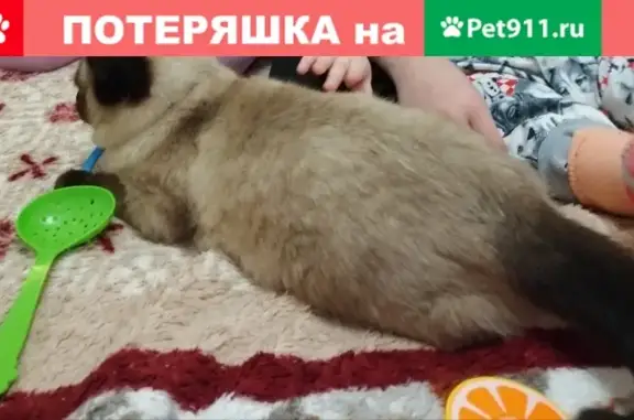 Пропала кошка в Шпаковском районе, вознаграждение за находку