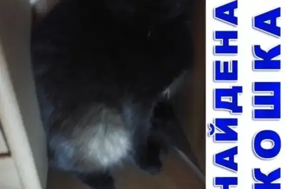 Найден домашний котик на ул. Валовой, Сергиев Посад