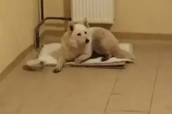 Найдена белая собака в Новочебоксарске
