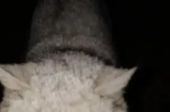 Найден серый котик на проезде Старых Большевиков