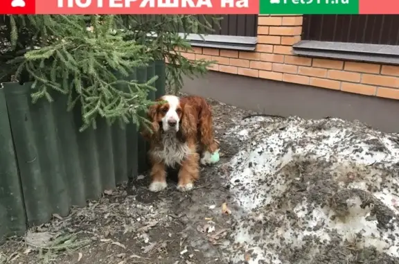 Собака-спаниель найдена в Жуковском