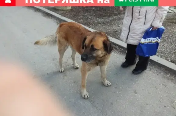 Найдена собака в Пензе на пр. Строителей