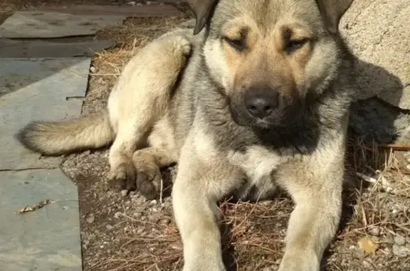 Найдена добрая собака на крольчатнике в Магнитогорске