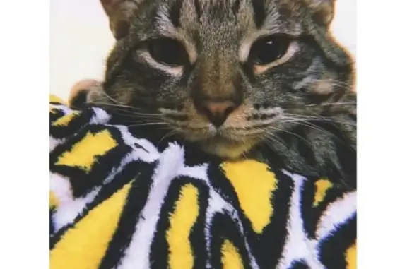 Кошки потеряшки, Киров, фото: Потеряшка кот Мейсон, Сурикова 20, Киров.