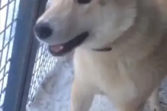 Собаки потеряшки, Сургут, фото: Потеряшка собака в Сургуте: кобель Лайка из ДНТ «Тихое»