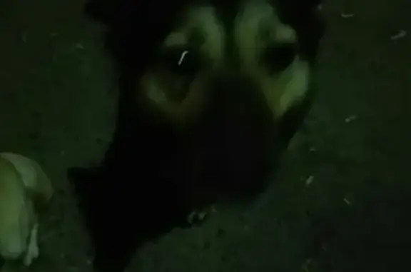 Найдена собака в Кургане: https://vk.com/id157437506