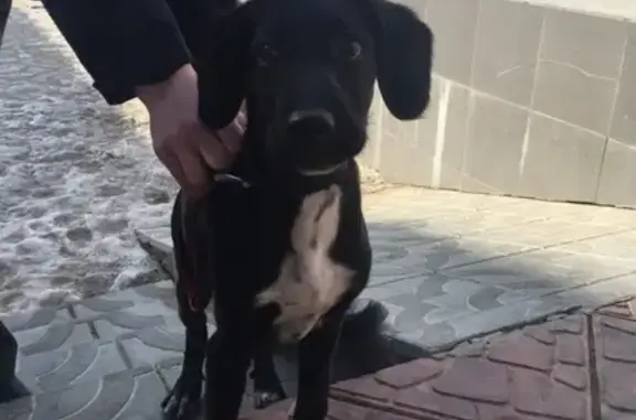 Найдена собака возле мемориала в Чите