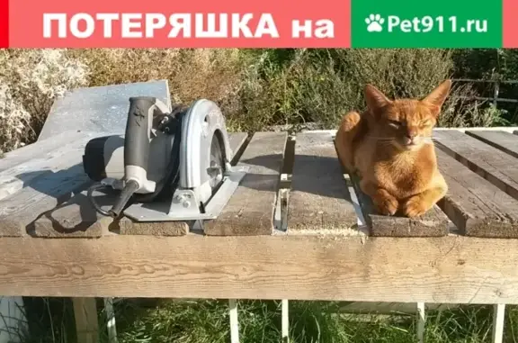 Пропала абиссинская кошка Кася в поселке Ларионово