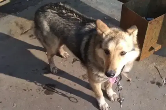 Найдена собака на остановке Шихово