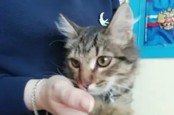 Найдена кошка с ошейником на Павловском тракте