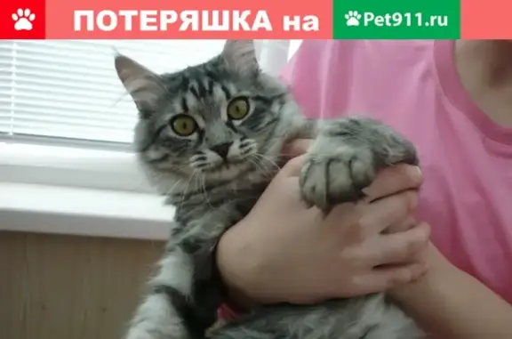Пропал кот Сёма на ул. Заводская, Воронежская область