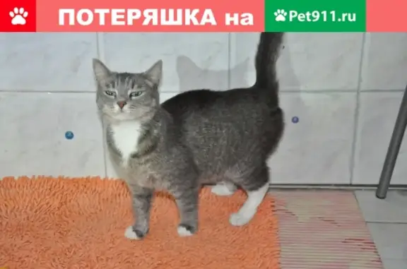 Найдена кошка в Екатеринбурге, ищем хозяина!