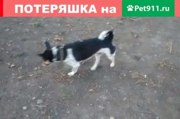 Найдена собака на ул. 26 Бакинских комиссаров