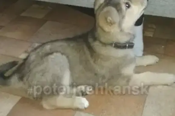 Потерянный пёс ищет хозяина в Новосибирске