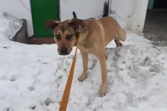 Пропала собака Чарли в Бирюсинске, Иркутская область