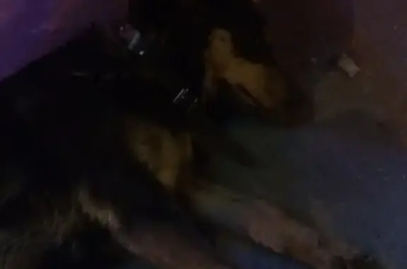 Найдена собака рядом с ВАСО в Воронеже