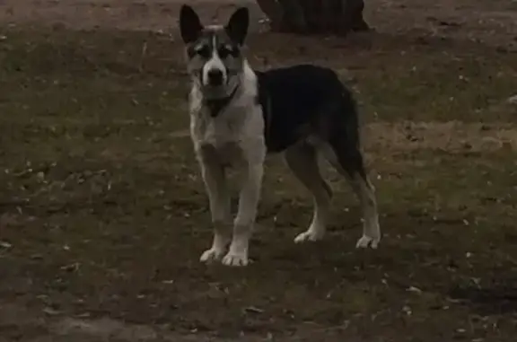 Найдена собака в районе Ново-Переделкино, Москва