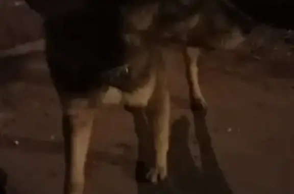 Найдена домашняя собака в Комсомольске