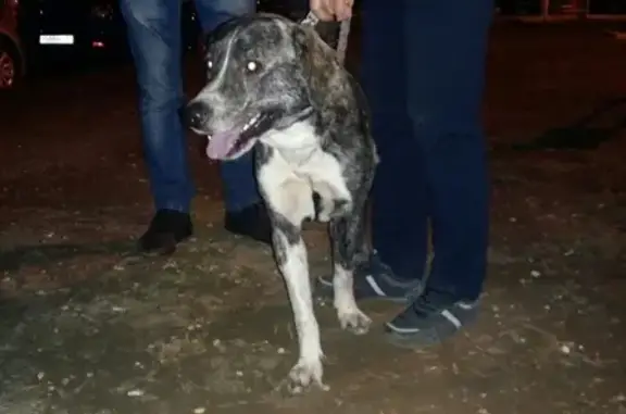 Найдена собака в Электростали