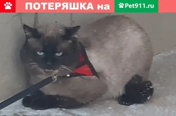 Пропал кот Семен, Вологодская обл., Бабаево, Боровая ул.