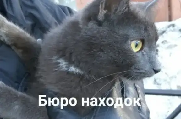 Найден котик на Галушина 19 в Архангельске