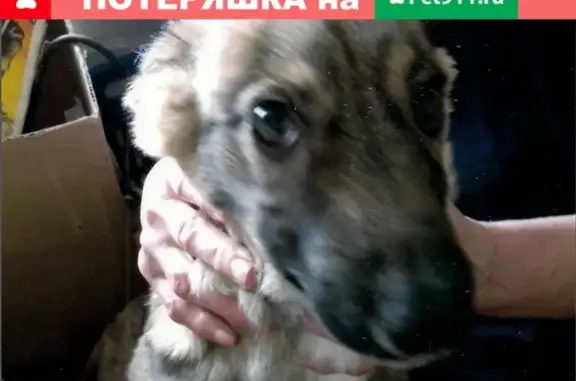Пропала собака в Новокузнецке: ул. Рейдовая, 28.