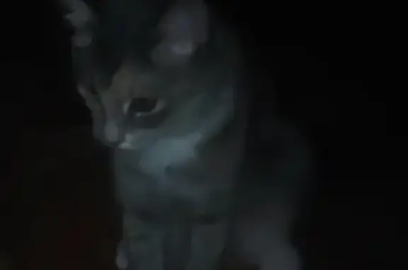 Кошки потеряшки, Чермоз, фото: Потеряшка кошка в Чёрмозе, Пермский край