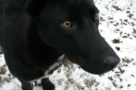 Пропала собака ДЖЕК в Строгоновке, Крым