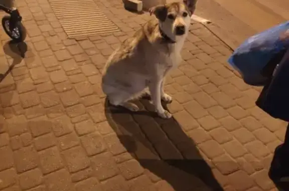 Собака найдена в Новороссийске [id534952469]