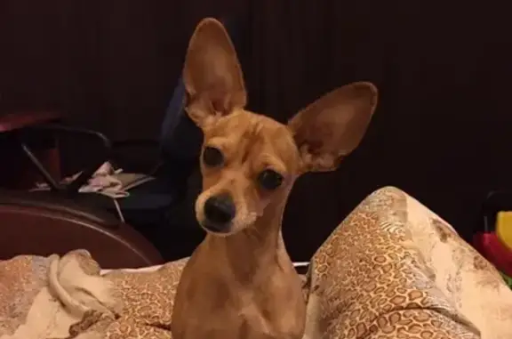 Собаки потеряшки, Нижний Новгород, фото: Потеряшка собака Мэни в Т.Ц Фантастика