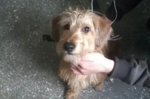 Найдена собака в районе Ленина 26, помогите найти хозяев!