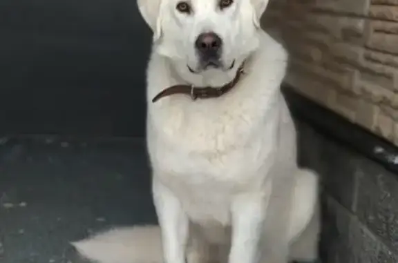 Собаки потеряшки, Нижний Новгород, фото: Потеряшка собака в пос. Дубенки, Нижний Новгород