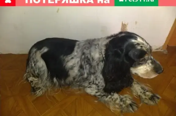 Собака потерялась в Иваново, район Дома Моды