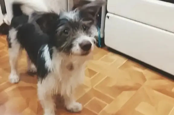 Пропала собака на ул. Карла Маркса в Северодвинске