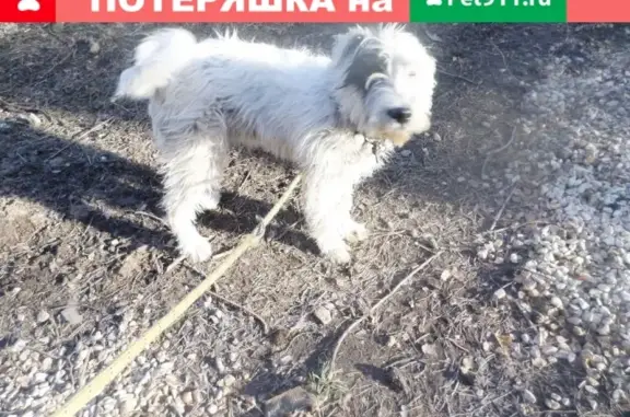 Найден щенок-терьерист в Ленинградской области