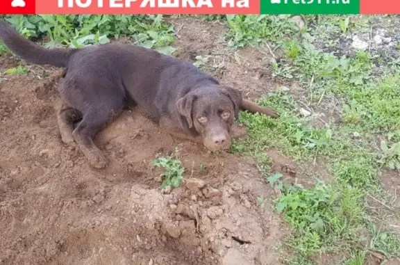 Пропала собака в деревне Ракитовка, Кармаскалинский район, Республика Башкортостан