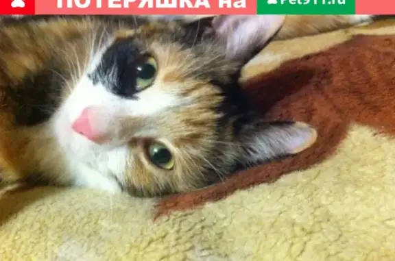 Пропала кошка Вика Артемьева, район храма Александра Невского, дом Мирная 2.