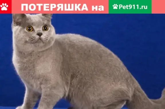 Пропал кот на Мирном, Омутнинск.