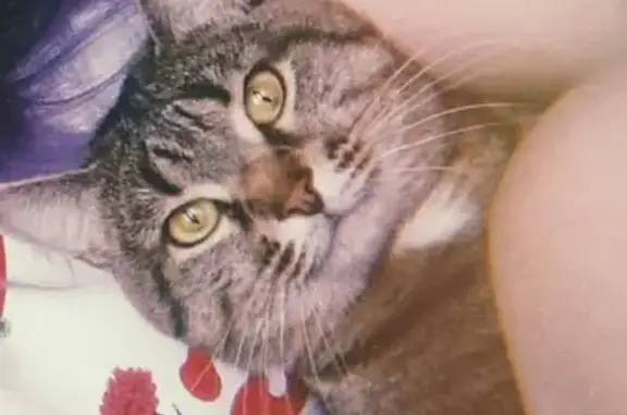 Кошки потеряшки, Ижевск, фото: Потеряшка кот на Ворошилова 30, отзывается на имя Кот, Котя