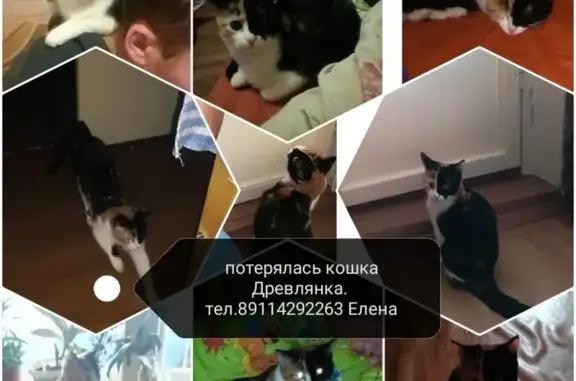 Пропала трёхцветная кошка в Петрозаводске (адрес: Березовая аллея д.22)