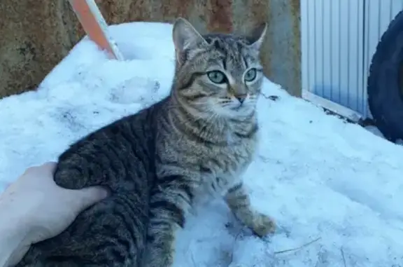 Найдена молодая кошка в Нижневартовске