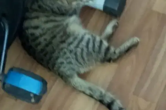 Пропала полосатая кошка в Кызыле 08.04.2019