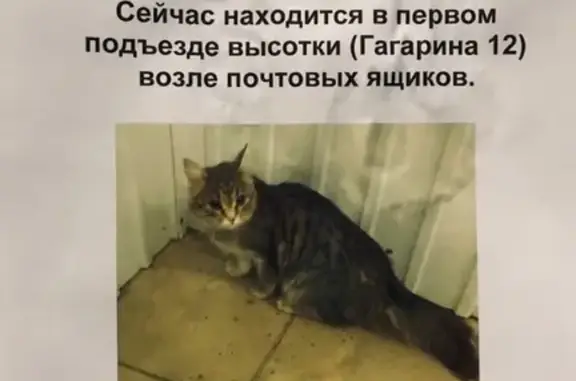 Найдена кошка в подъезде на ул. Мелик-Карамова, ищем хозяина