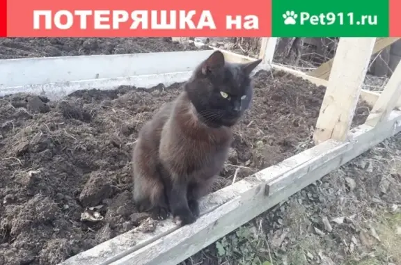 Найден кот без лапы в Наро-Фоминске